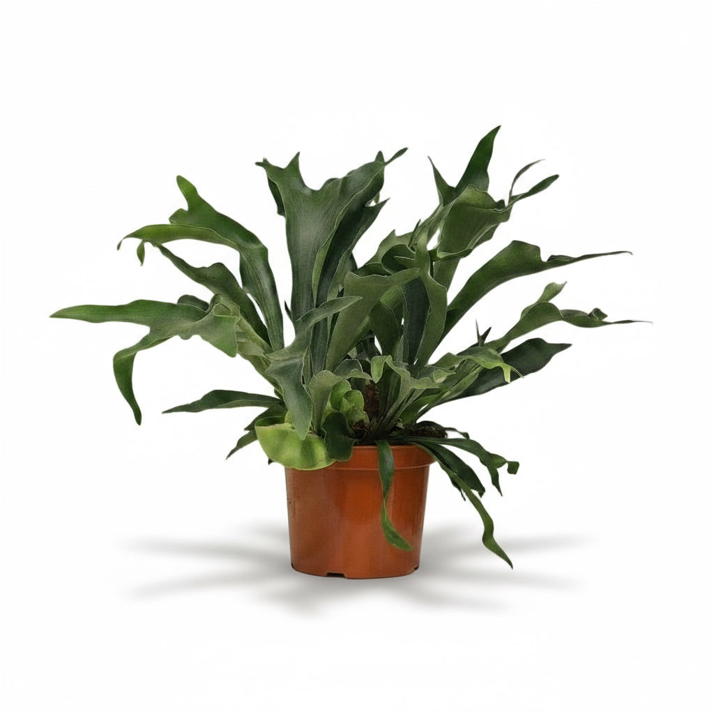 Platycerium bifurcatum – Fougère corne de cerf tropicale - Verdeia