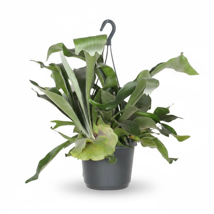 Platycerium bifurcatum – Fougère corne de cerf tropicale - Verdeia