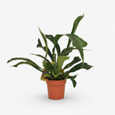 Platycerium bifurcatum – Fougère corne de cerf tropicale - Verdeia