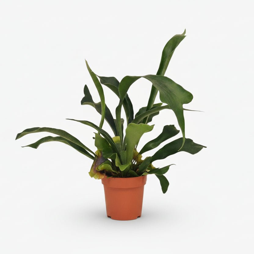 Platycerium bifurcatum – Fougère corne de cerf tropicale - Verdeia