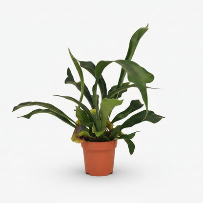 Platycerium bifurcatum – Fougère corne de cerf tropicale - Verdeia