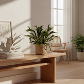 Platycerium bifurcatum – Fougère corne de cerf tropicale - Verdeia