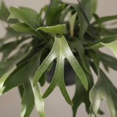 Platycerium bifurcatum – Fougère corne de cerf tropicale - Verdeia