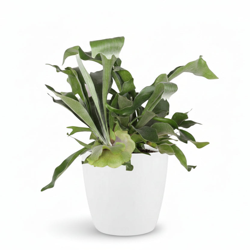 Platycerium bifurcatum – Fougère corne de cerf tropicale - Verdeia