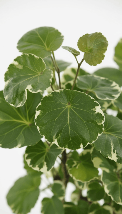 Polyscias Balfouriana – Aralia à feuilles rondes – D17 x H50 cm - Verdeia