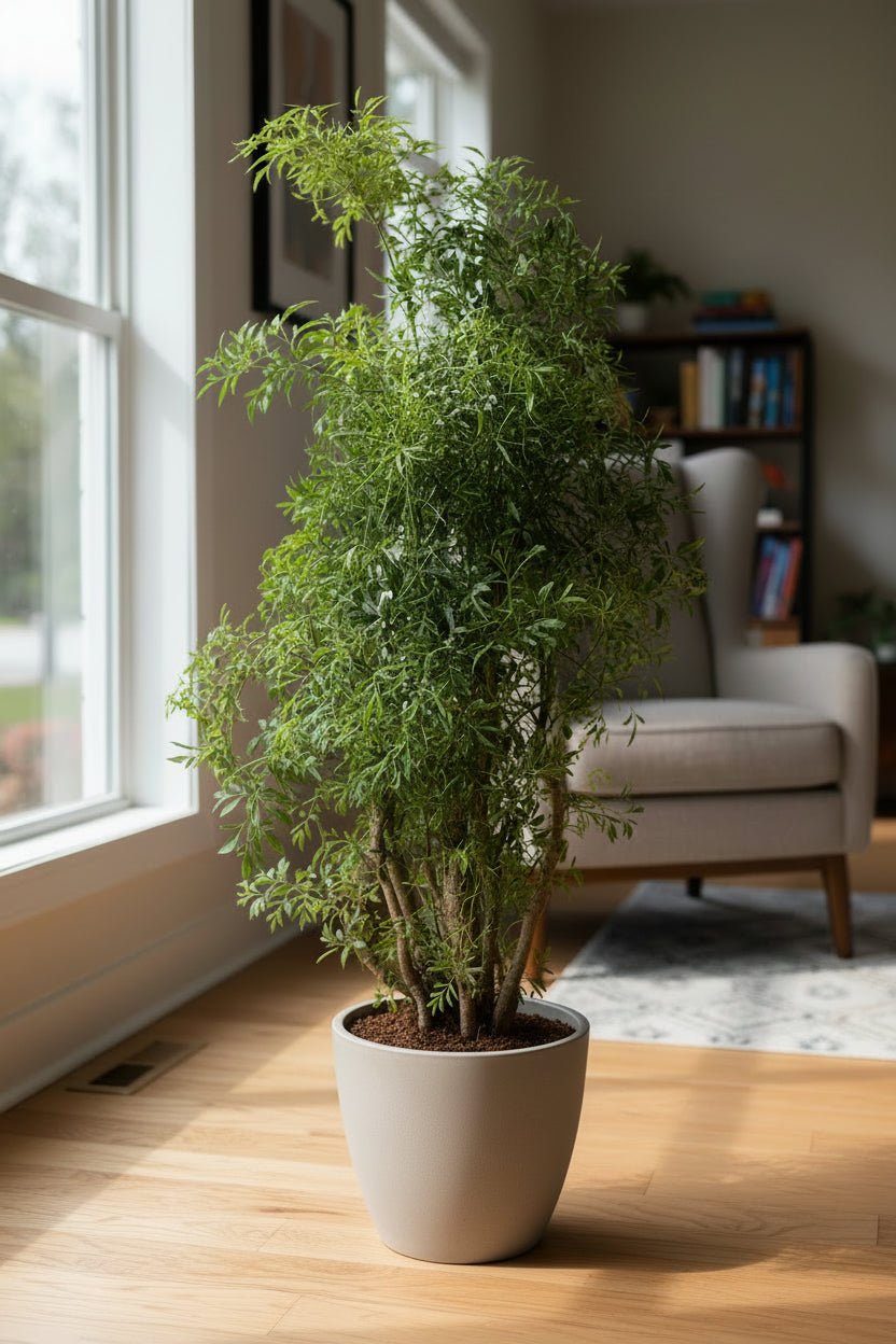 Polyscias Hawaiiana &