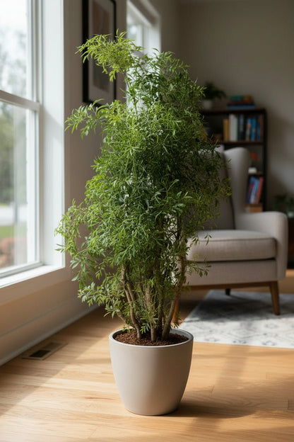 Polyscias Hawaiiana &