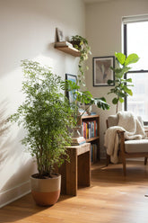 Polyscias Hawaiiana &