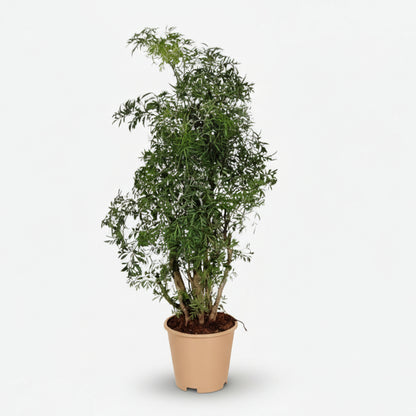 Polyscias Hawaiiana ‘Ming’ – Aralia à feuillage fin – Ø17cm – ↕65cm - Verdeia