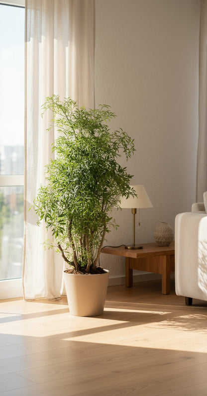 Polyscias Hawaiiana ‘Ming’ – Aralia à feuillage fin – Ø17cm – ↕65cm - Verdeia