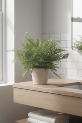 Polystichum Tsussimense — Fougère de Corée — Ø12 cm — H30 cm - Verdeia