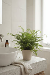 Polystichum Tsussimense — Fougère de Corée — Ø12 cm — H30 cm - Verdeia