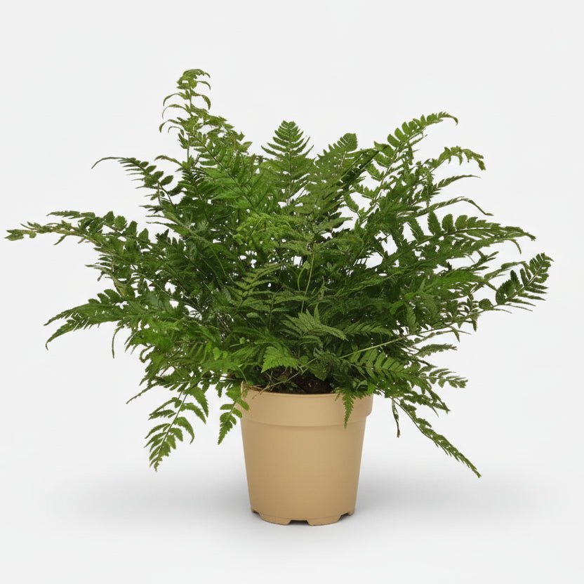 Polystichum Tsussimense — Fougère de Corée — Ø12 cm — H30 cm - Verdeia