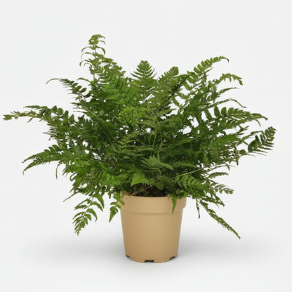 Polystichum Tsussimense — Fougère de Corée — Ø12 cm — H30 cm - Verdeia