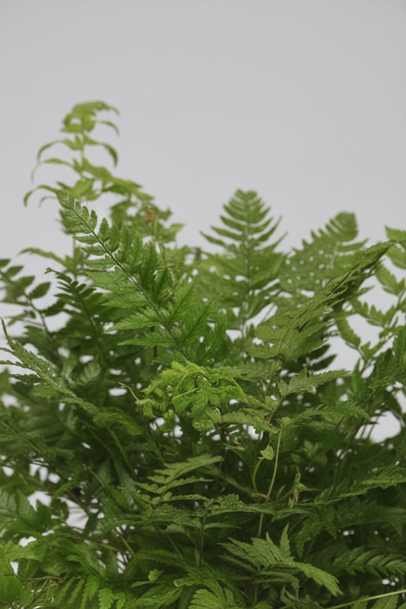 Polystichum Tsussimense — Fougère de Corée — Ø12 cm — H30 cm - Verdeia