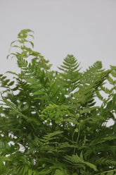 Polystichum Tsussimense — Fougère de Corée — Ø12 cm — H30 cm - Verdeia