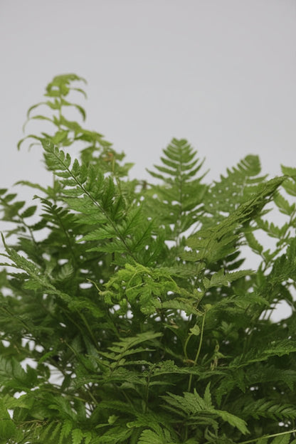 Polystichum Tsussimense — Fougère de Corée — Ø12 cm — H30 cm - Verdeia