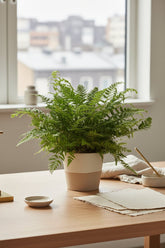 Polystichum Tsussimense — Fougère de Corée — Ø12 cm — H30 cm - Verdeia