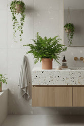 Polystichum Tsussimense — Fougère de Corée — Ø12 cm — H30 cm - Verdeia