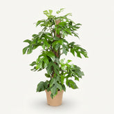 Rhaphidophora tetrasperma — Monstera Minima - Verdeia