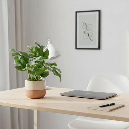 Rhaphidophora tetrasperma — Monstera Minima - Verdeia