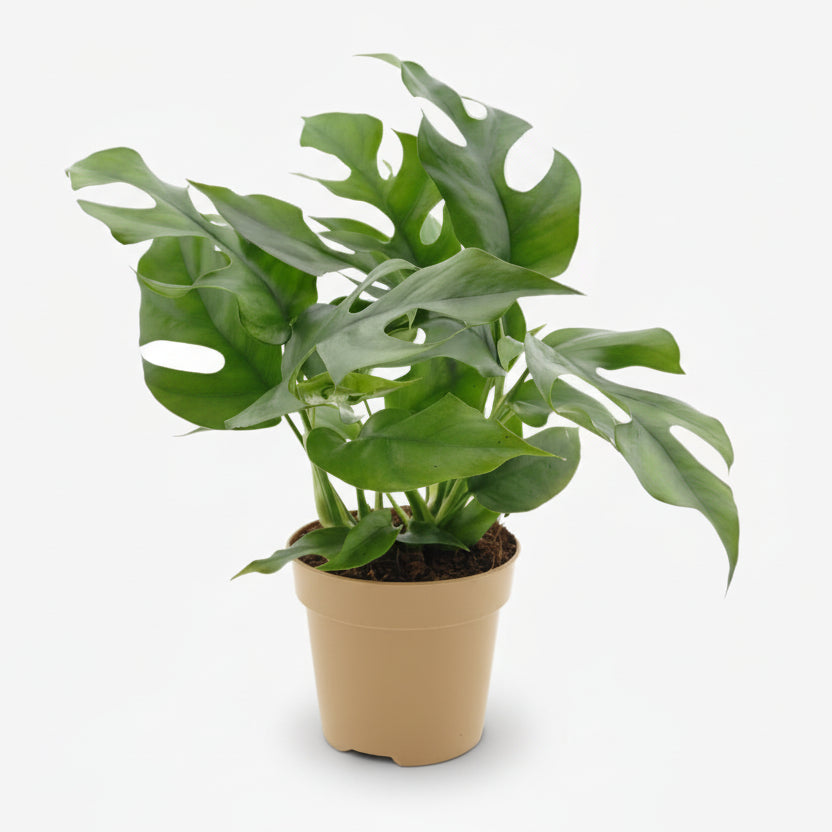 Rhaphidophora tetrasperma — Monstera Minima - Verdeia