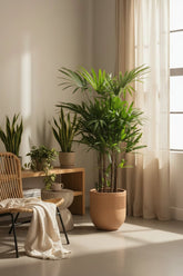 Rhapis Excelsa — Palmier éventail — Ø27 cm — H120 cm - Verdeia