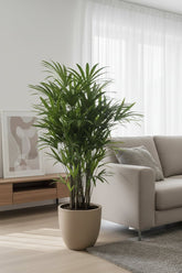 Rhapis Excelsa — Palmier éventail — Ø27 cm — H120 cm - Verdeia
