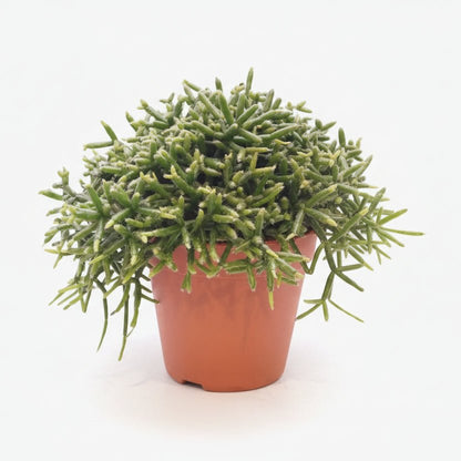 Rhipsalis Burchellii (Cactus gui) - Ø12cm - H20cm - Verdeia