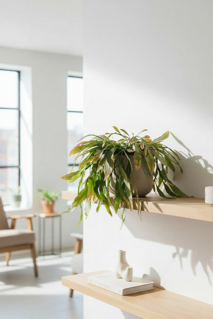 Rhipsalis Red Coral — Cactus corail — Ø17 cm — H25 cm - Verdeia