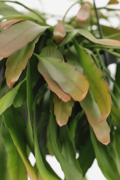 Rhipsalis Red Coral — Cactus corail — Ø17 cm — H25 cm - Verdeia