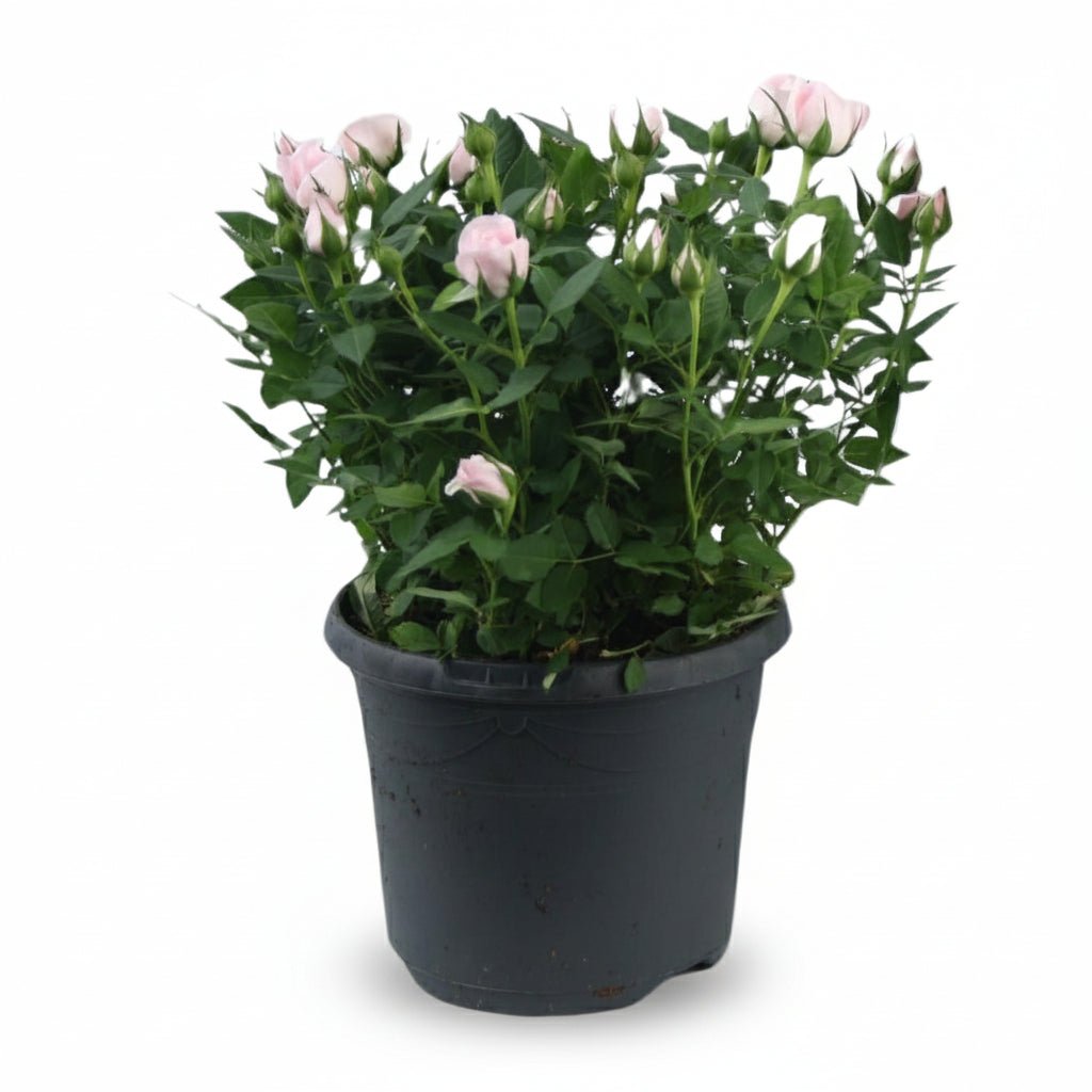 Rosa Jewel Patio Baby — Ø17 x H30 cm - Verdeia