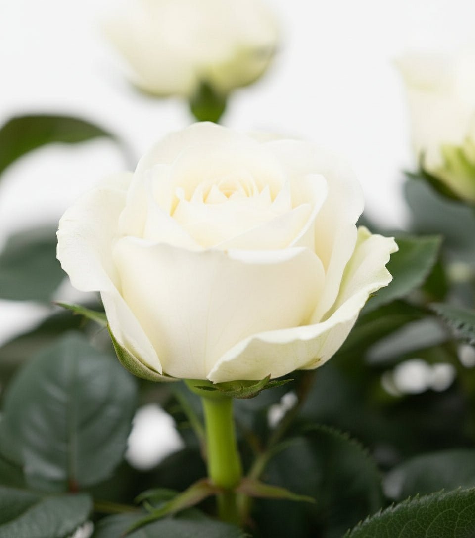 Rosier nain blanc – Pot céramique blanc (Ø12 x H30 cm) - Verdeia