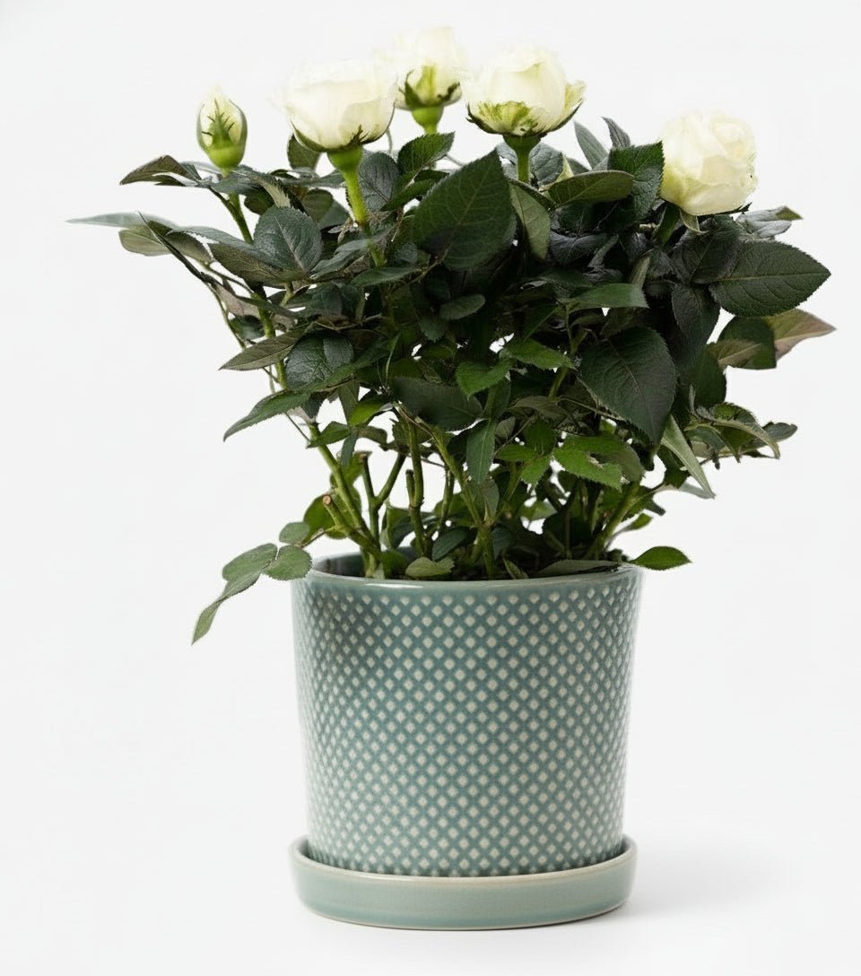 Rosier nain blanc – Pot céramique vert (Ø12 x H30 cm) - Verdeia