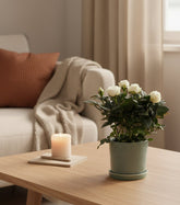 Rosier nain blanc – Pot céramique vert (Ø12 x H30 cm) - Verdeia