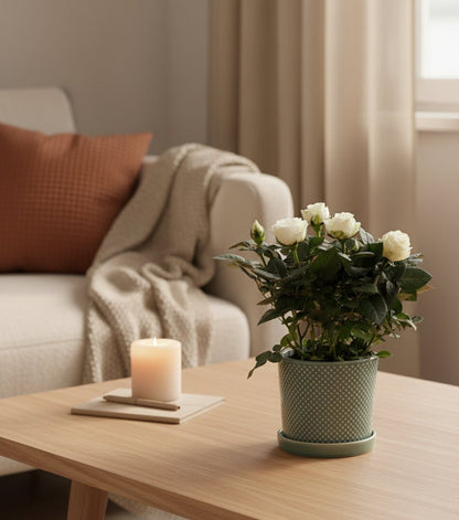 Rosier nain blanc – Pot céramique vert (Ø12 x H30 cm) - Verdeia