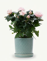 Rosier nain rose pâle – Pot céramique bleu (Ø12 x H30 cm) - Verdeia