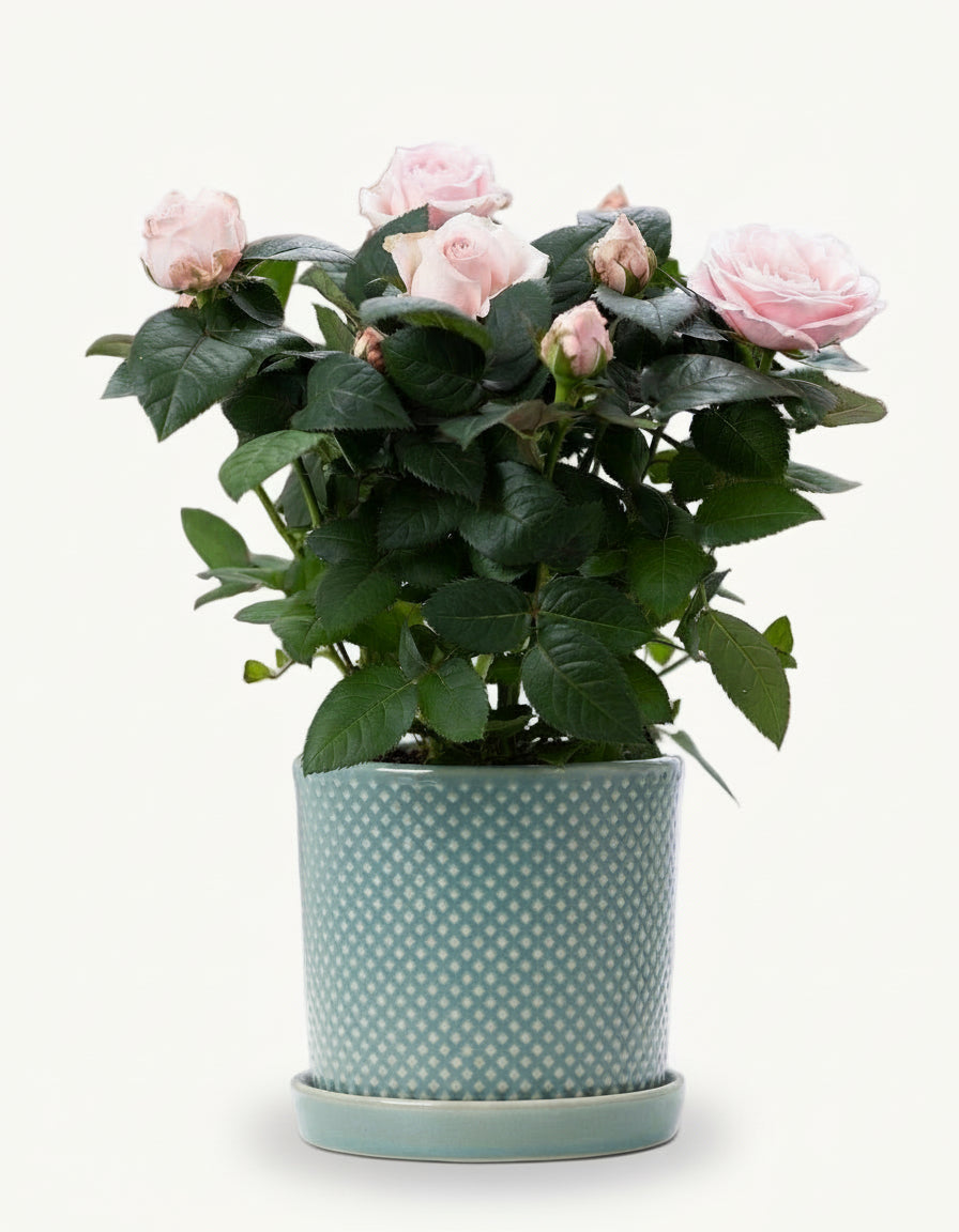 Rosier nain rose pâle – Pot céramique bleu (Ø12 x H30 cm) - Verdeia
