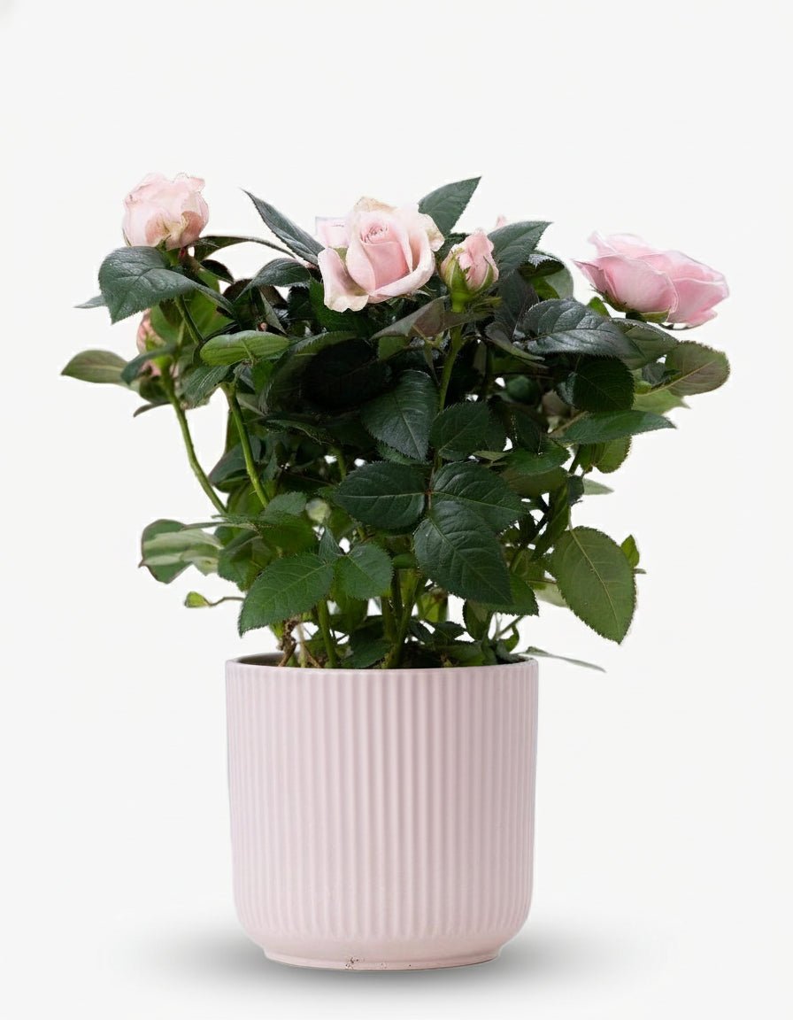 Rosier nain rose pâle – Pot céramique rose (Ø12 x H30 cm) - Verdeia