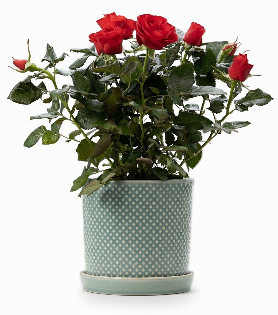 Rosier nain rouge – Pot céramique vert (Ø12 x H30 cm) - Verdeia