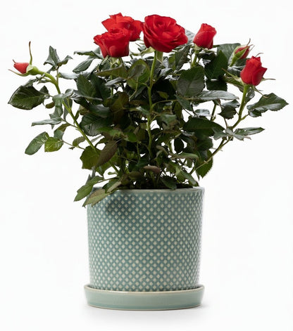 Rosier nain rouge – Pot céramique vert (Ø12 x H30 cm) - Verdeia