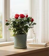 Rosier nain rouge – Pot céramique vert (Ø12 x H30 cm) - Verdeia