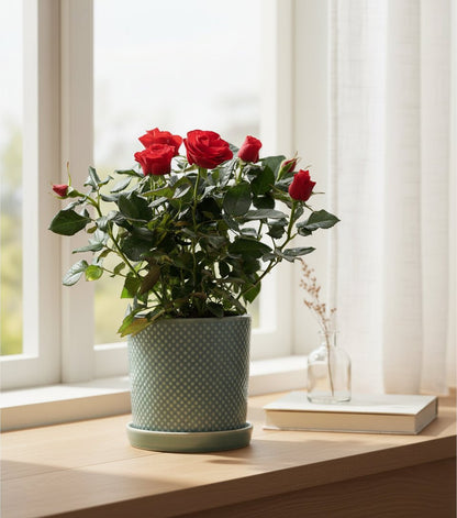 Rosier nain rouge – Pot céramique vert (Ø12 x H30 cm) - Verdeia