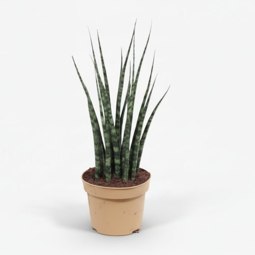 Sansevieria Fernwood Mikado — Langue de belle - mère - Verdeia