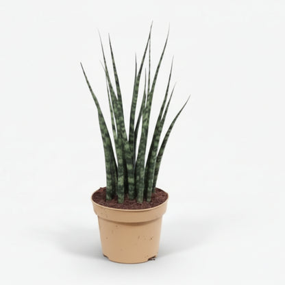 Sansevieria Fernwood Mikado — Langue de belle - mère - Verdeia