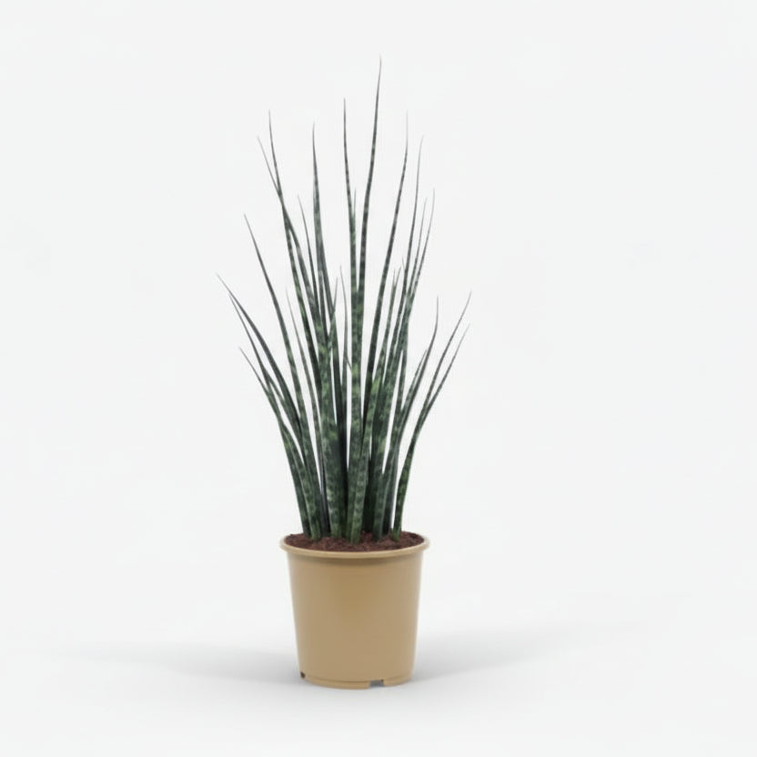 Sansevieria Fernwood Mikado — Langue de belle - mère - Verdeia