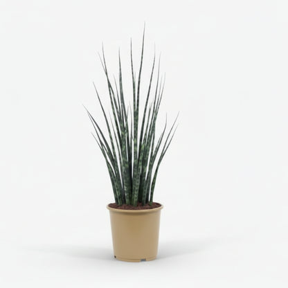 Sansevieria Fernwood Mikado — Langue de belle - mère - Verdeia