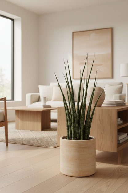 Sansevieria Fernwood Mikado — Langue de belle - mère - Verdeia