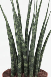 Sansevieria Fernwood Mikado — Langue de belle - mère - Verdeia