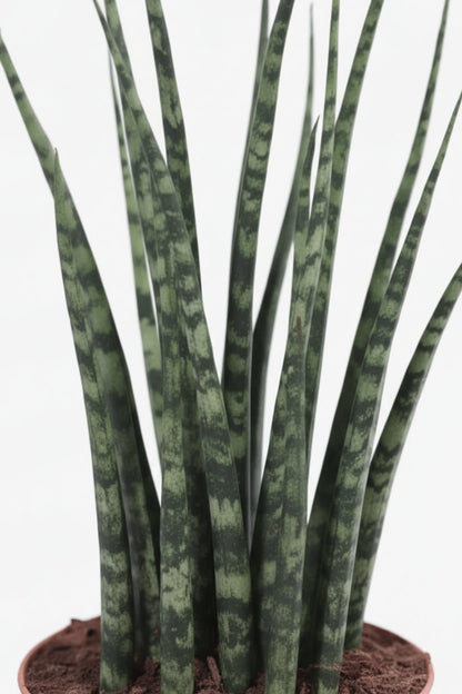 Sansevieria Fernwood Mikado — Langue de belle - mère - Verdeia